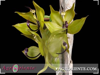 Orqudeas - Cycnoches cooperii var. green